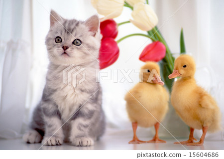 可愛的小貓 15604686