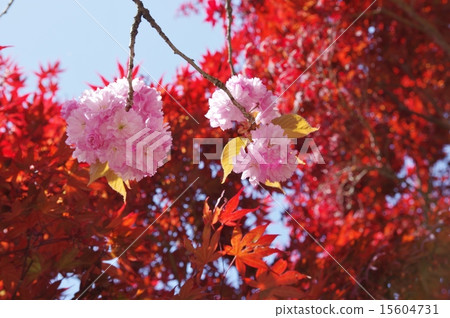 Yaezakura and autumn leaves in spring 15604731