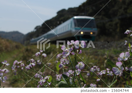 Super Kuroshio and Hamadonkon Flower Super Kuroshio and Hamadonkon Flower 15604744