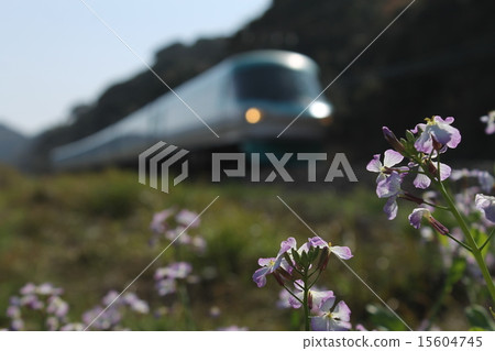 Ocean Arrow and Hamadonkon Flower Ocean Arrow and Hamadonkon Flower 15604745