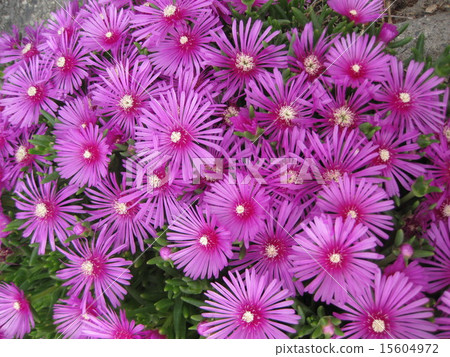 Pine needle Pine needle 15604972