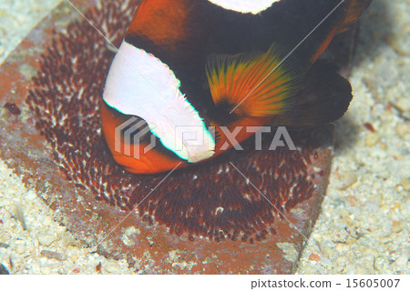 保護雞蛋Tuaka Anemonefish 保護雞蛋Tuaka Anemonefish 15605007