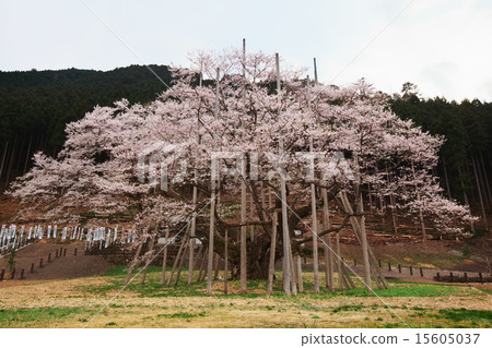 Neno valley Mombakura 15605037