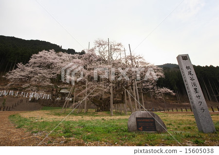 Neno valley Mombakura 15605038