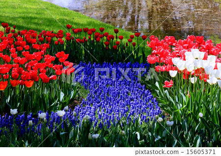 Showa Memorial Park tulips 15605371