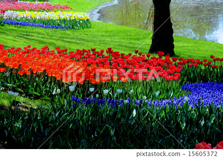 Showa Memorial Park tulips Showa Memorial Park tulips 15605372