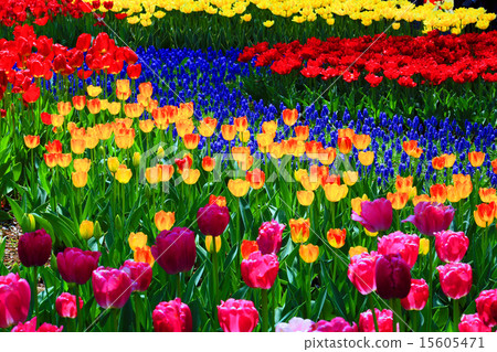 昭和紀念公園鬱金香 昭和紀念公園鬱金香 15605471