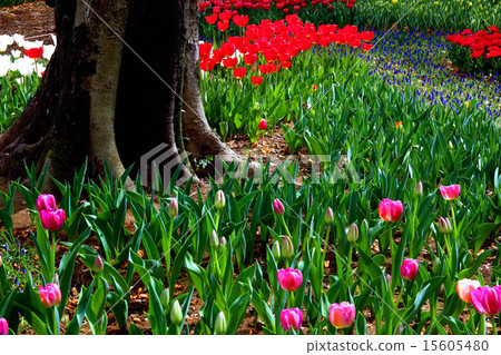 昭和紀念公園鬱金香 昭和紀念公園鬱金香 15605480