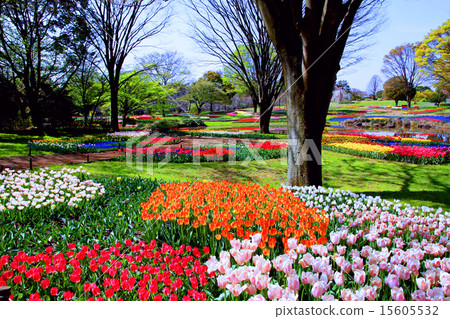 Showa Memorial Park tulips Showa Memorial Park tulips 15605532