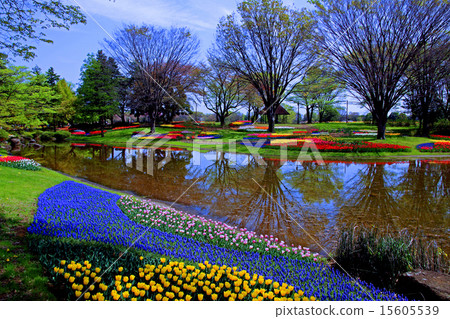 Showa Memorial Park tulips Showa Memorial Park tulips 15605539