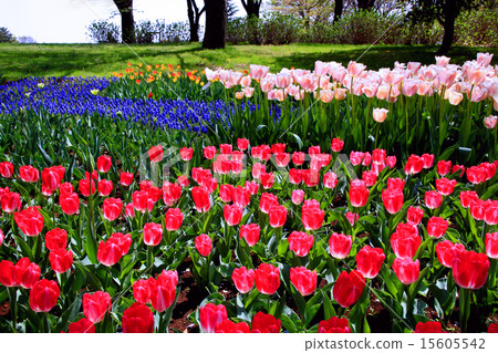 Showa Memorial Park tulips Showa Memorial Park tulips 15605542