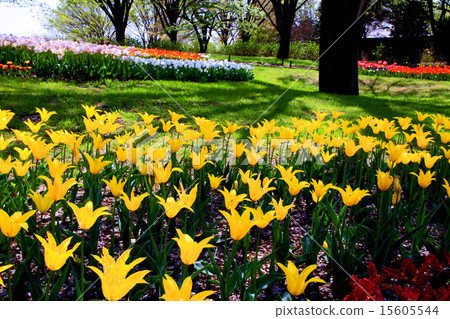 Showa Memorial Park tulips Showa Memorial Park tulips 15605544