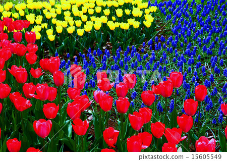 昭和紀念公園鬱金香 昭和紀念公園鬱金香 15605549