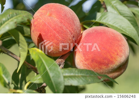 ripe peach ripe peach 15606248