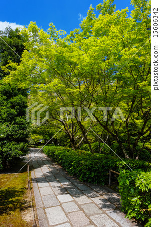 在世界遺產莫斯寺 15606342