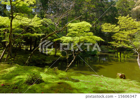 At World Heritage Moss Temple 15606347