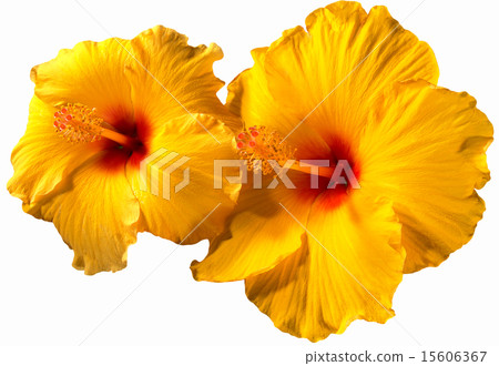Orange Hibiscus Flowers 15606367