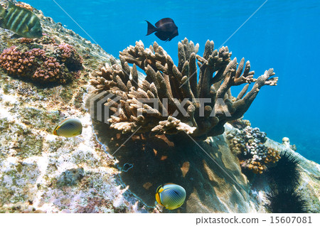Coral reef and fish Coral reef and fish 15607081
