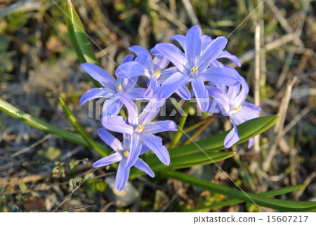 Yuri snow rushing to see off the sunset 15607217