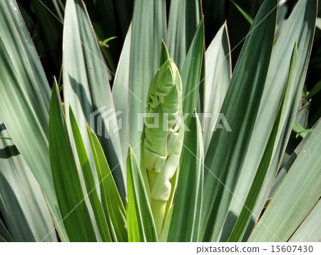 Bud of Sanseberia / Saigo Mountain Park Bud of Sanseberia / Saigo Mountain Park 15607430