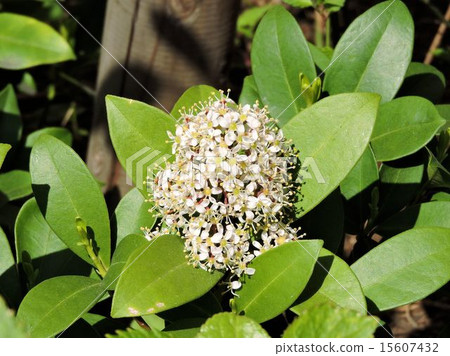 Floral motifs / Hachioji 15607432