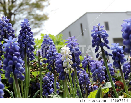 Muscari / Hachioji Muscari / Hachioji 15607514