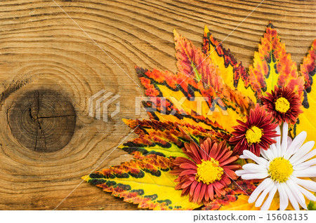 Beautiful autumn composition on wooden background 15608135