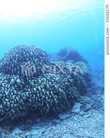 Huge butterfly coral of Okinawa · Iriomote Island 15608170