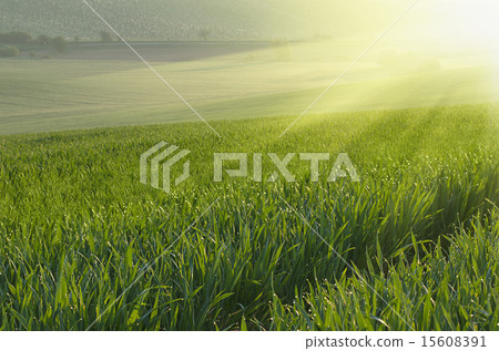 Green grass field background 15608391