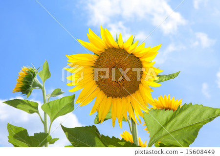 向日葵田 15608449