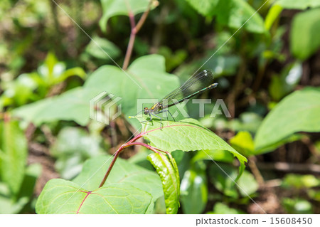 Damselfly 15608450