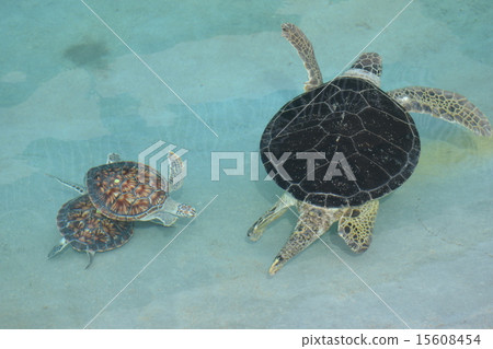 Sea turtle 15608454