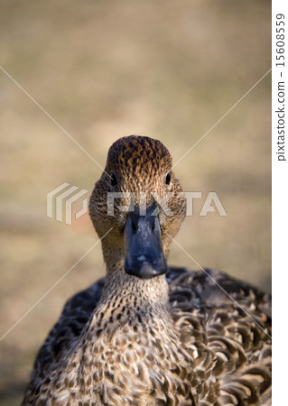 A female of a selfish giant 15608559