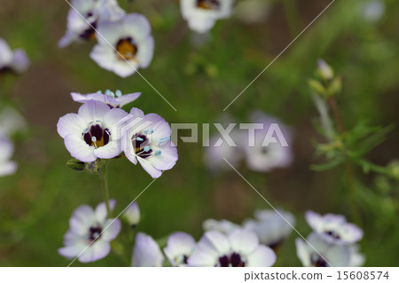 Flowers of sansigigia Flowers of sansigigia 15608574