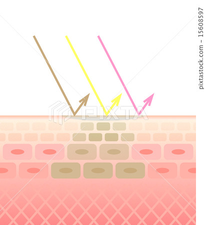 Skin cross section - Stock Illustration [15608597] - PIXTA