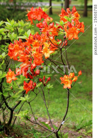 Ranged azalea 15608788