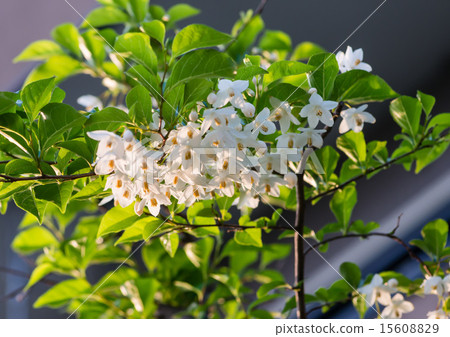 Egonoki白花 15608829