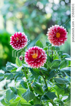 紅色大麗花 15608831