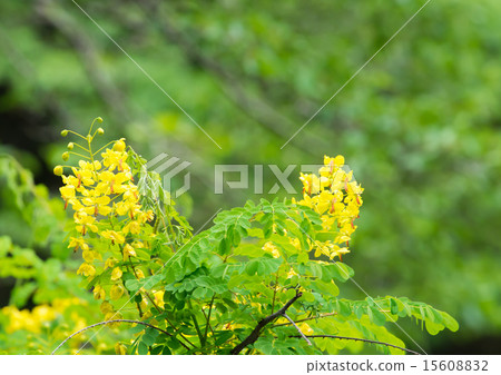 Snake baron (jacketed rose) 15608832