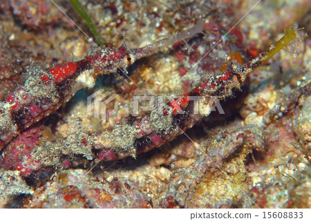 對Tatsuumiyakko 15608833