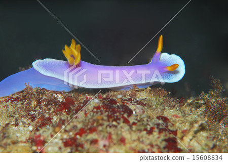 Cinderella Nuushi 15608834