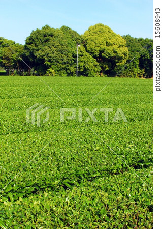 茶場 15608943