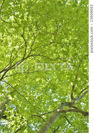 Sunbeams Sunbeams 15609083