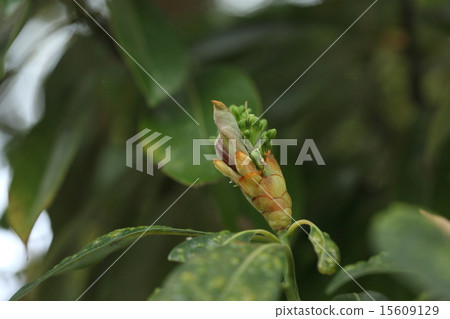 天然植物Tubonoke,冬季的一角破裂,芽一下子出來 天然植物Tubonoke,冬季的一角破裂,芽一下子出來 15609129