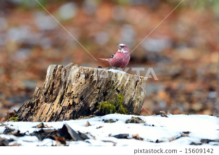 Freshwater fish Freshwater fish 15609142