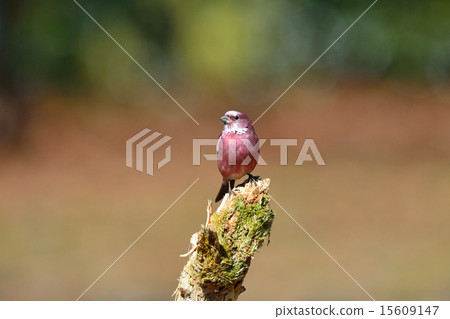 Freshwater fish Freshwater fish 15609147