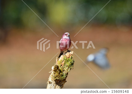 Freshwater fish Freshwater fish 15609148