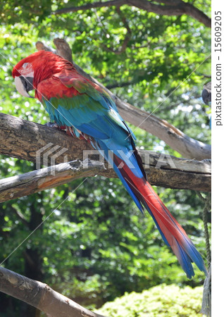 Parrot (Komoro City Zoo / Komoro City Ding Nagano Prefecture) 15609205