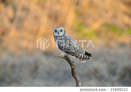 The coma osmund of a sunset The coma osmund of a sunset 15609222