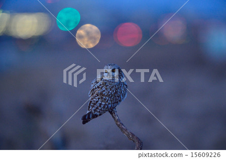 Lying dusk comemisuku 15609226